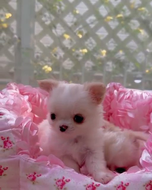 Chihuahua puppies for adoption in Los Angeles, California