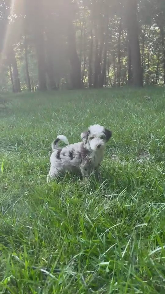 Mini Bernedoodle puppy Max in South Bend, Indiana