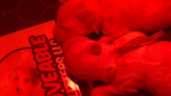 Maltese Boys Available in Raleigh, North Carolina