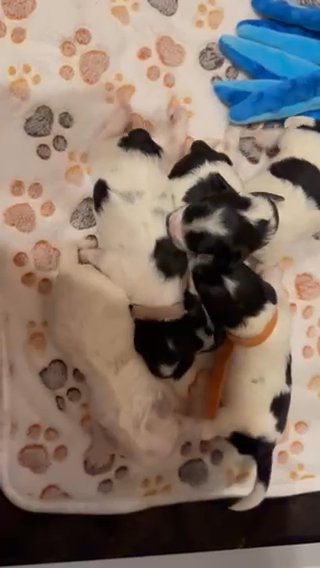 F1 Mini Schnoodles in Temple, Texas