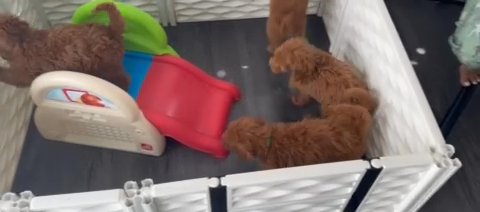 standard golden doodles in Miami, Florida