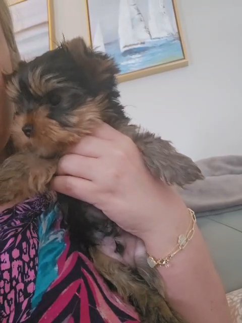 akc yorkie in Huntington, West Virginia