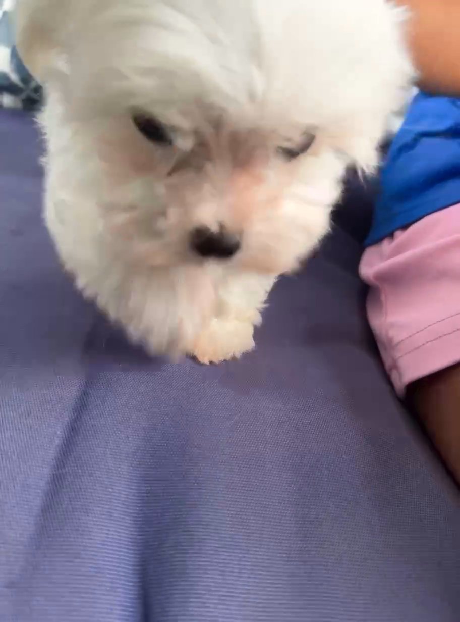 Beautiful Maltese Puppy in Homestead, Florida