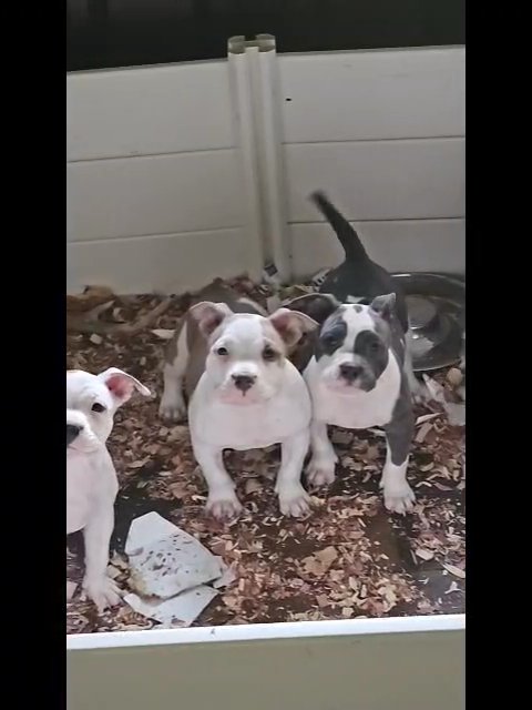 ABKC Pocket bullies in Columbia, South Carolina