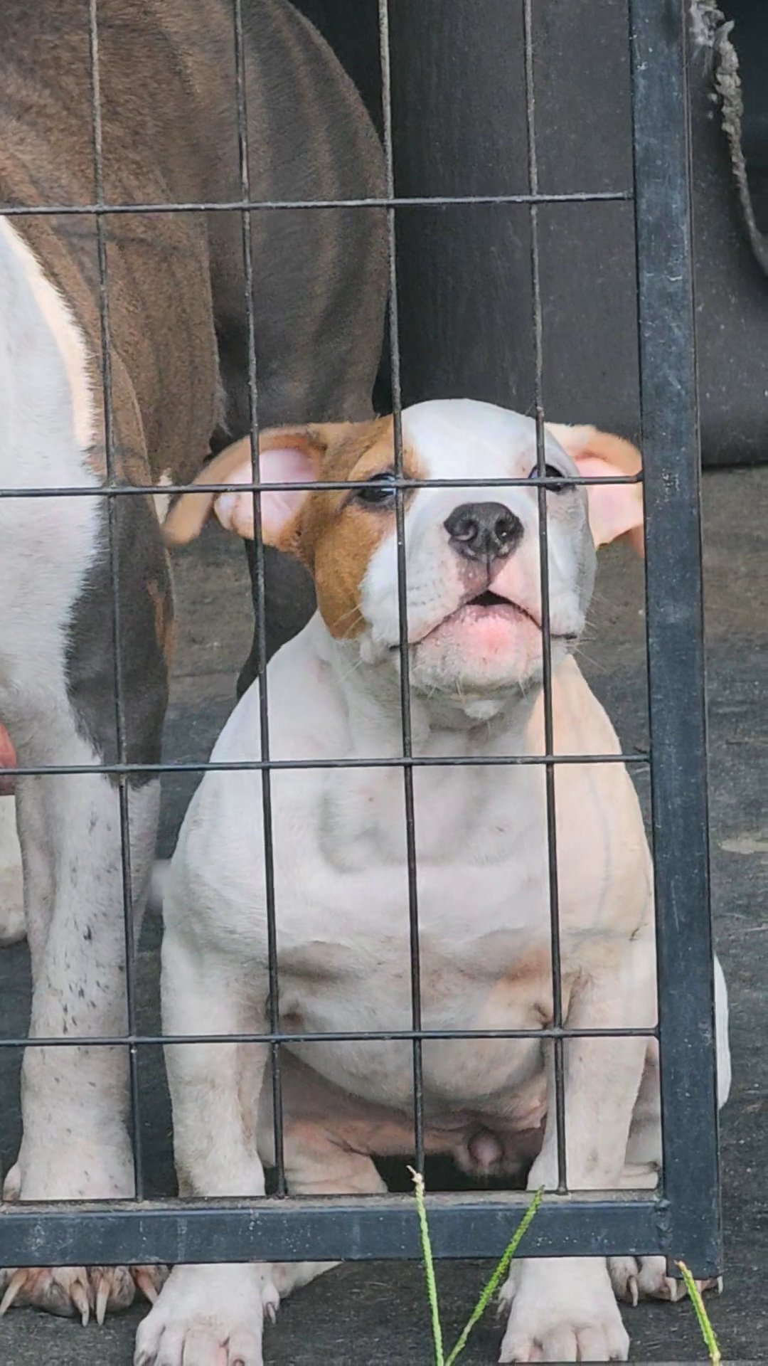 ABKC pocket bully in Columbia, South Carolina