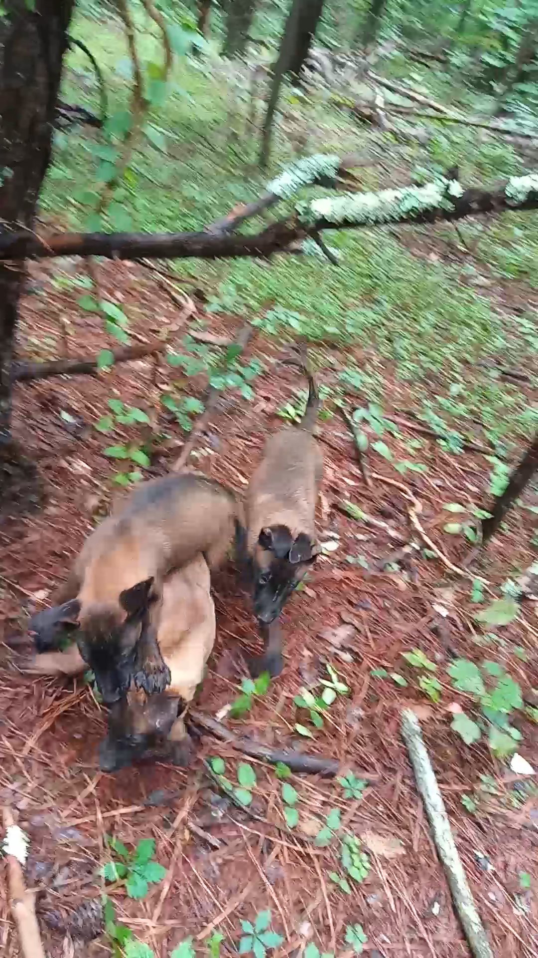 Working Belgian Malinois puppies in Danville, Virginia