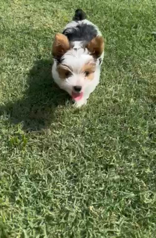 Parti Boy Yorkie in Plano, Texas