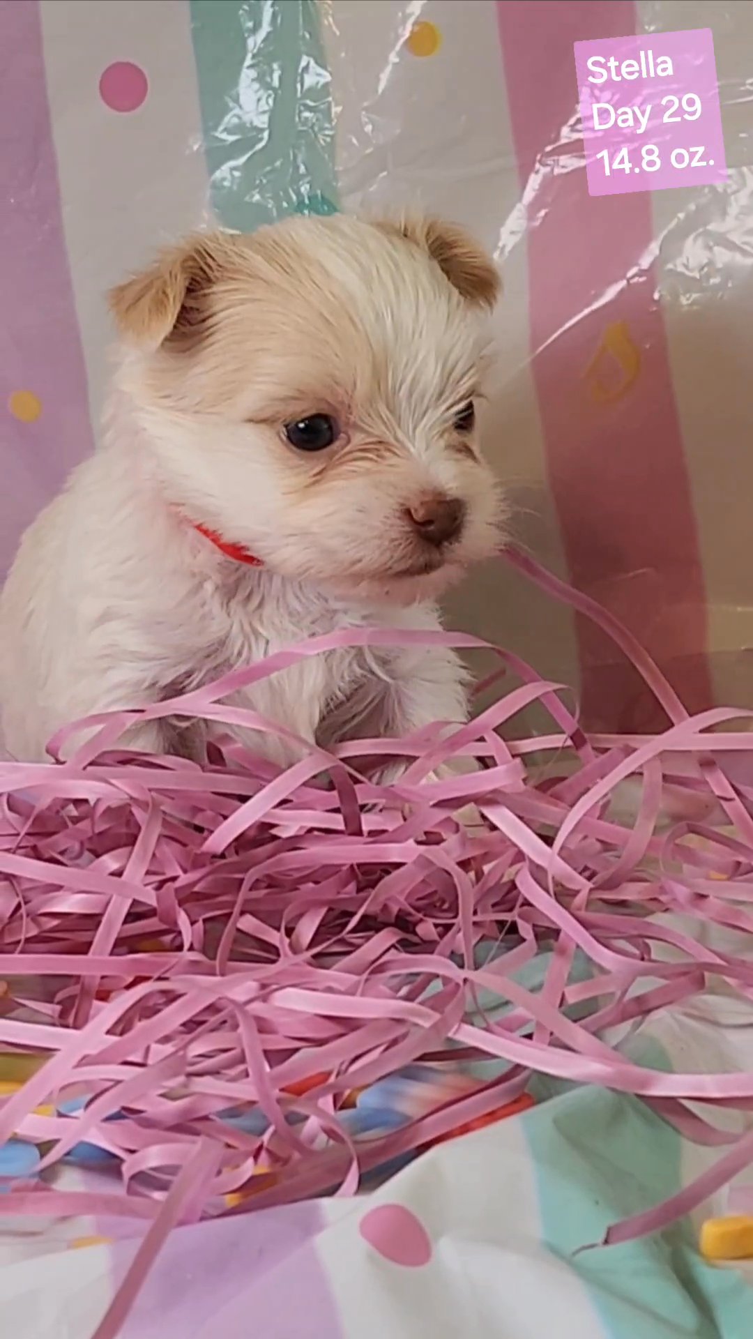 Stella AKC sold in Washington, District of Columbia