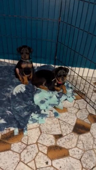 Doberman Puppies 1 Red Male Left in Columbus, Ohio