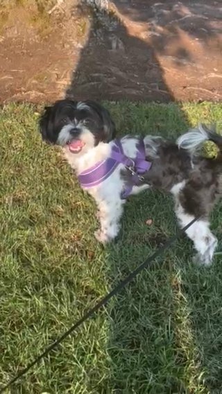 Shih Tzu For Rehome in Beaverton, Oregon