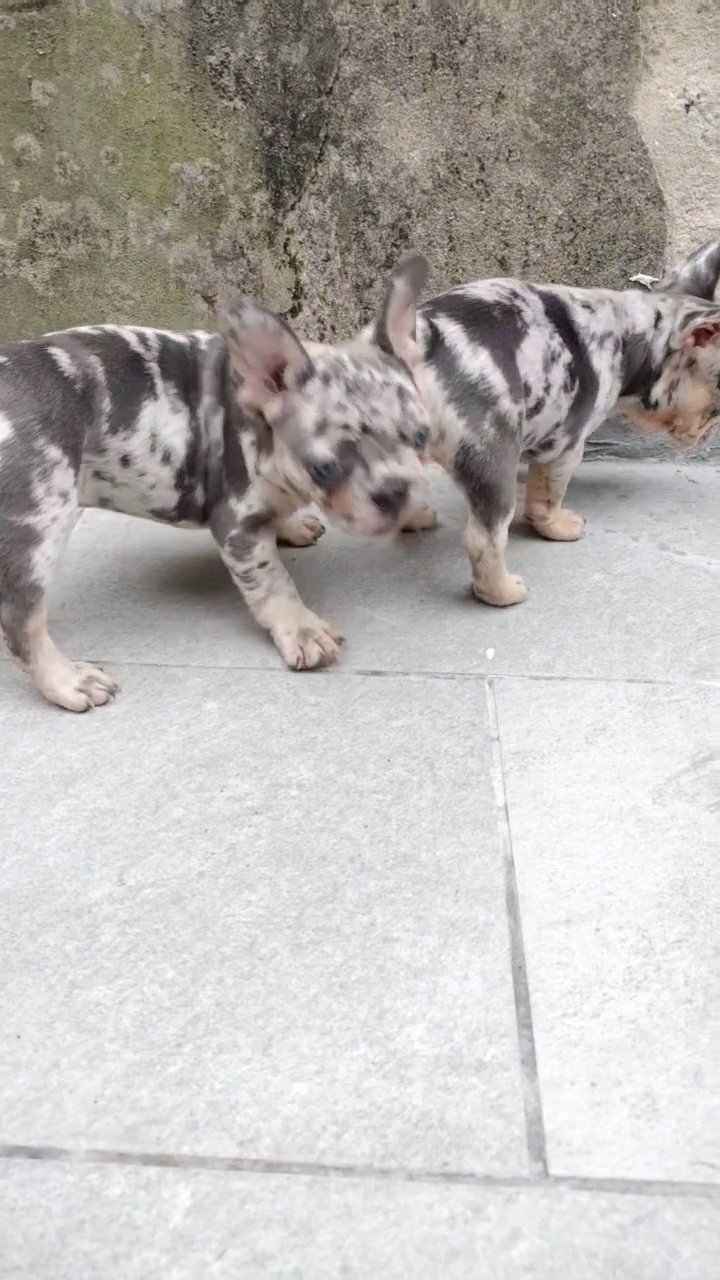 French bulldog in Philadelphia, Pennsylvania