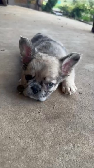 Fluff Teddy in Stephenville, Texas