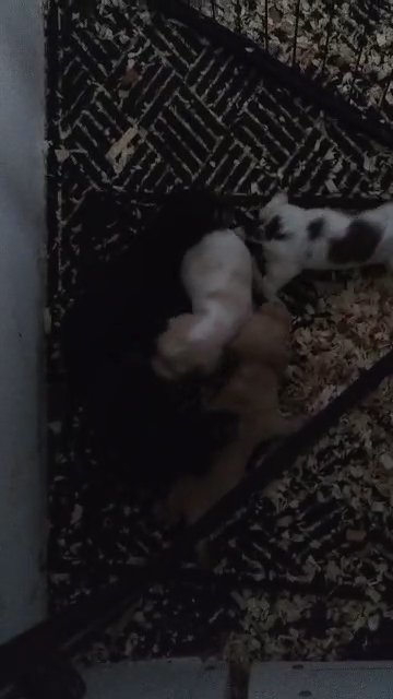 Mini Dachshund Shaded Cream piebald in Maryville, Tennessee