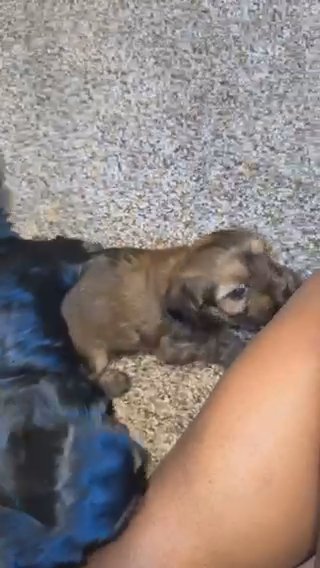 Female Shorkie in Greenville, South Carolina