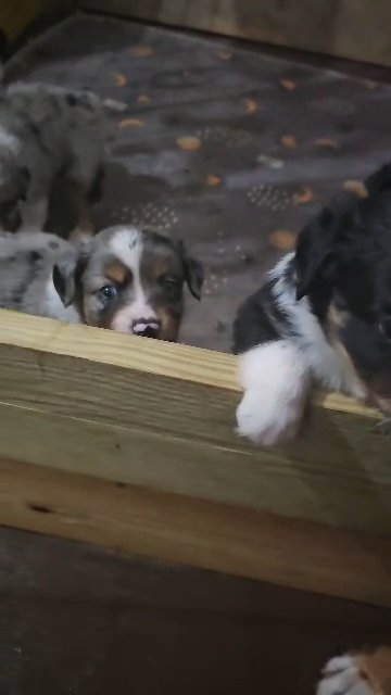 Miniature Australian Shepherd (American Shepherd) puppies in Ocala, Florida