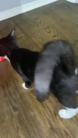 Kitten Around 2/3 Months in Jersey City, New Jersey