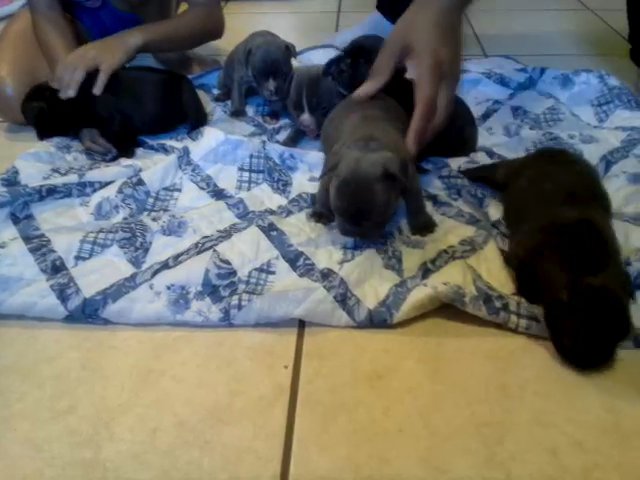 French Bulldog Puppies in Albany, Georgia