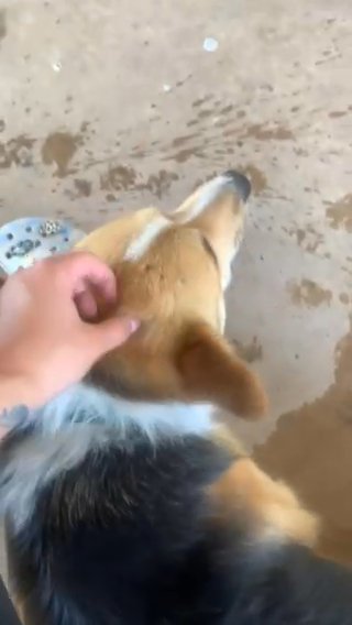 Corgi Stud in Glendale, Arizona