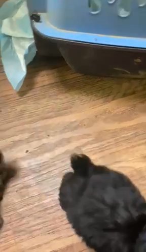 Mini Schnauzer Pets -natural Tails in Olympia, Washington