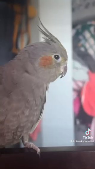 Cockatiels Coming Soon in St. Louis, Missouri