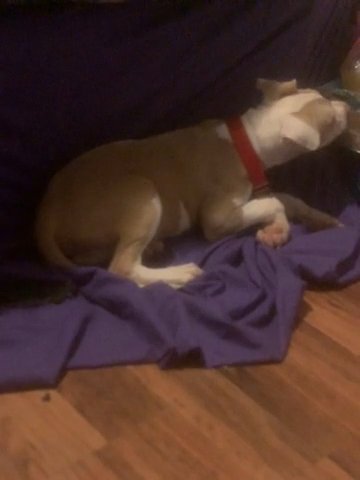 Pitbull Puppy in Jackson, Tennessee