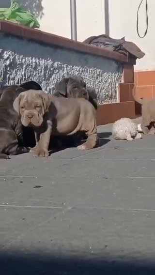 Neapolitan mastiff puppies for adoption in Dallas, Texas