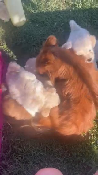 Chipoo Puppy For Sale in Wilmington, North Carolina