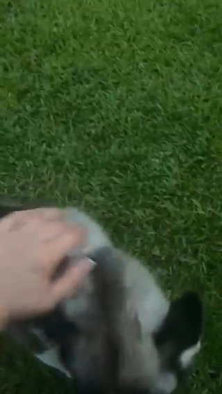 Siberian Husky in Wilmington, North Carolina