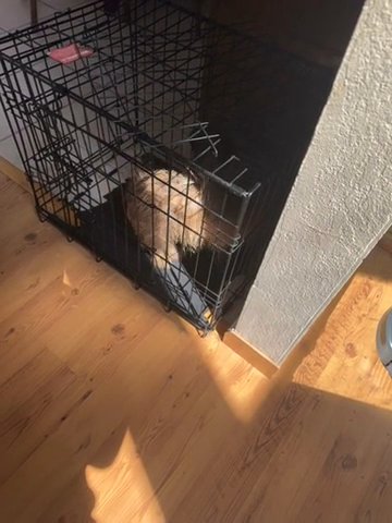 Yorki in Manteca, California