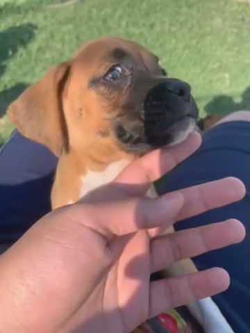 Purebred Boxer in Fresno, California
