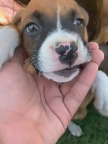 Purebred Boxer in Fresno, California