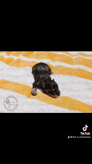 Akc Miniature Schnauzers in Orange, California