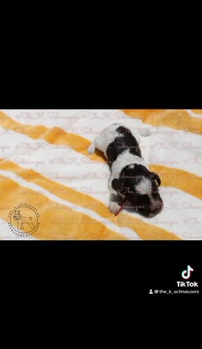 Miniature Schnauzer in Orange, California