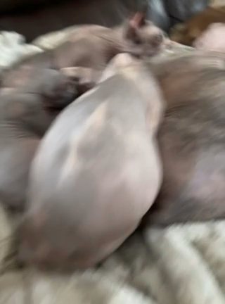 Female Sphynx Kitten For Sale in Cincinnati, Ohio