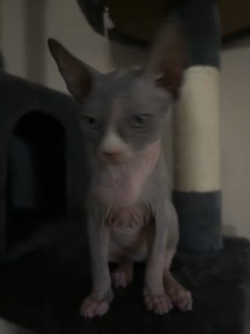 Female Sphynx Kitten For Sale in Cincinnati, Ohio