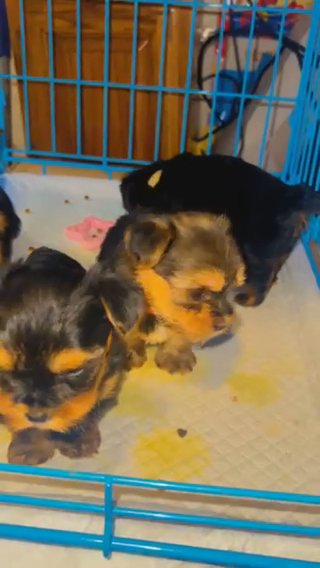 AKC Yorkies in Phoenix, Arizona