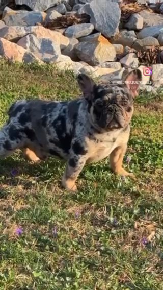 Merle French Bulldog (fluffy Carrier) in Raleigh, North Carolina