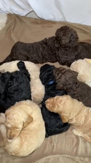 100% Purebred Health Tested Poodles (Large) in Redding, California