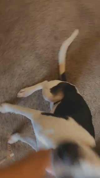 Dog For Sell in Glendale, Arizona
