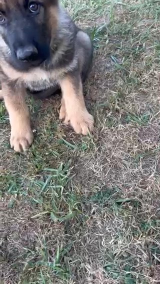 German Shepherd in Erie, Pennsylvania