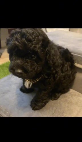 Toy Poodle Puppy in Marietta, Georgia
