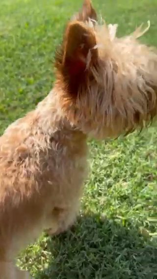 Sable Merle Boy in Plano, Texas
