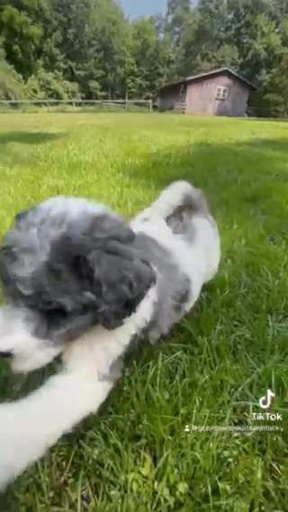 Candi - F1bb Standard Goldendoodle - Morehead, KY in Lexington-Fayette, Kentucky