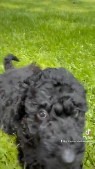 Cora - F1bb Standard Goldendoodle - Morehead, KY in Lexington-Fayette, Kentucky