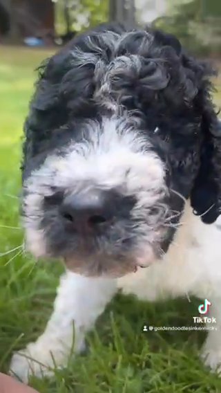 Cricket - F1bb Standard Goldendoodle - Morehead, KY in Lexington-Fayette, Kentucky