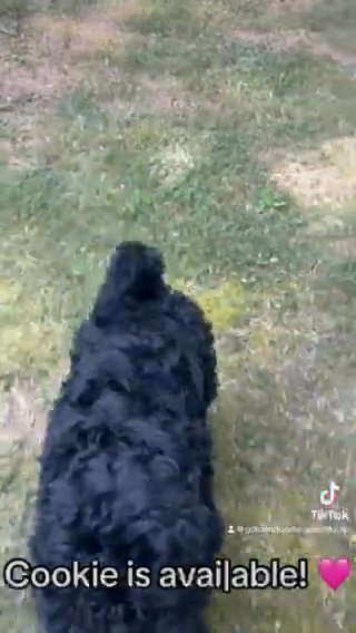 Cookie - F1bb Standard Goldendoodle - Morehead, KY in Lexington-Fayette, Kentucky