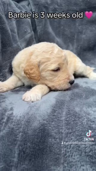 Barbie - F1bb Standard Goldendoodle - Morehead, KY in Lexington-Fayette, Kentucky