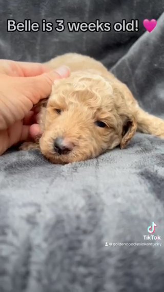 Belle - F1bb Standard Goldendoodle - Morehead, KY in Lexington-Fayette, Kentucky