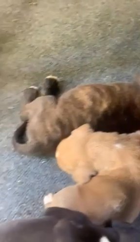 Shonda litter in Starkville, Mississippi