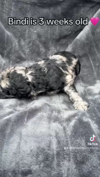 Bindi - F1bb Standard Goldendoodle - Morehead, KY in Lexington-Fayette, Kentucky